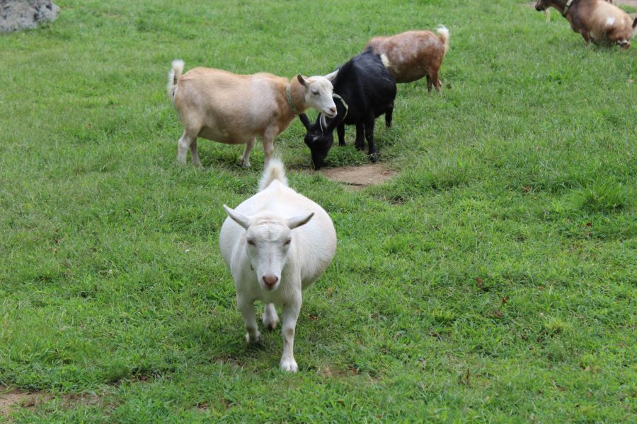 Mount Hope Farm is the home to goats who each have a collar with their name on it.