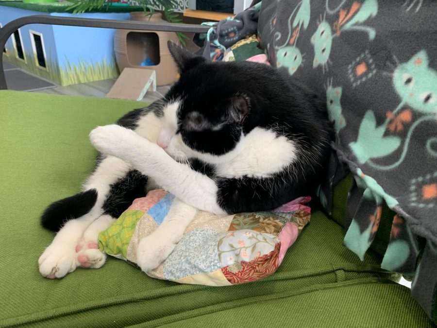 Mauricio the cat found the couch the most comfortable at Bajah’s Cat Cafe in Tiverton.