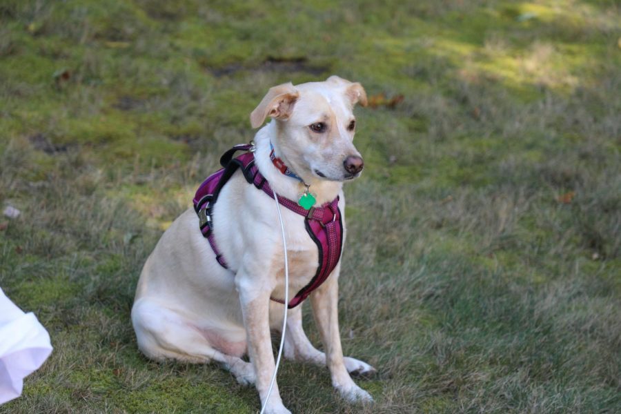 Anna was adopted in 2019 from a humane society. She is a mutt and will be celebrated on Dec. 2.