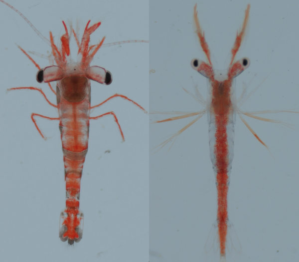 A settled sexy shrimp on the left, and a sexy shrimp in its 8th larval stage on the right.