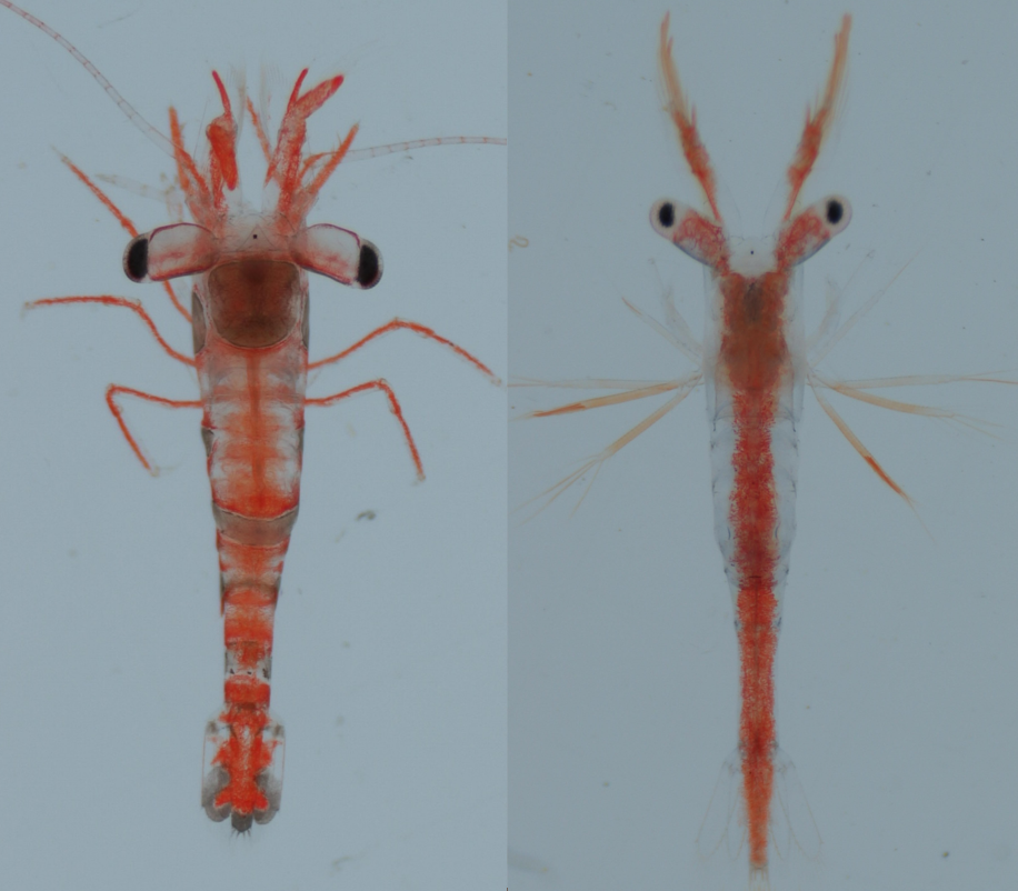 A settled sexy shrimp on the left, and a sexy shrimp in its 8th larval stage on the right.